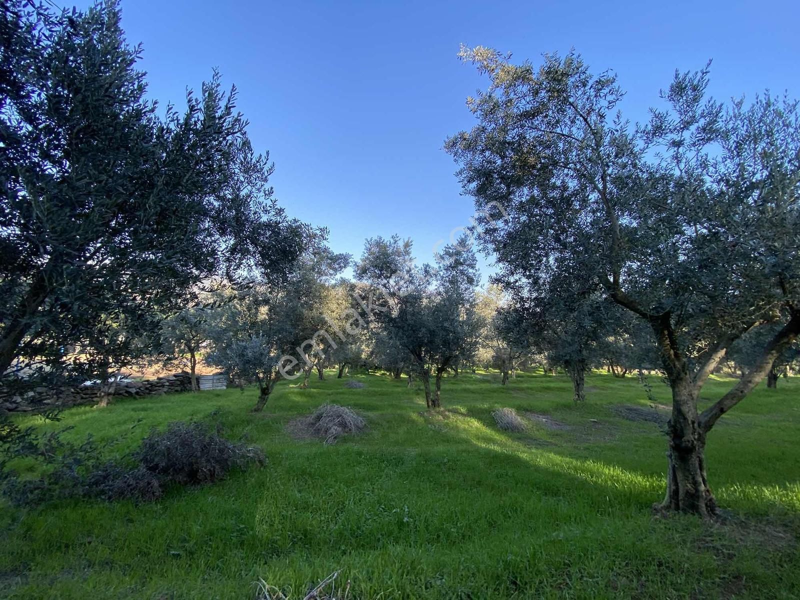 Aydın Bahçearasın Da Satılık Toplam 14.328 M2 3 Tapu Tarla - Görsel 9