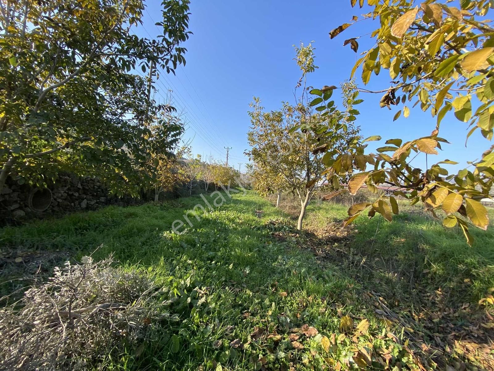 Aydın Bahçearasın Da Satılık Toplam 14.328 M2 3 Tapu Tarla - Görsel 25