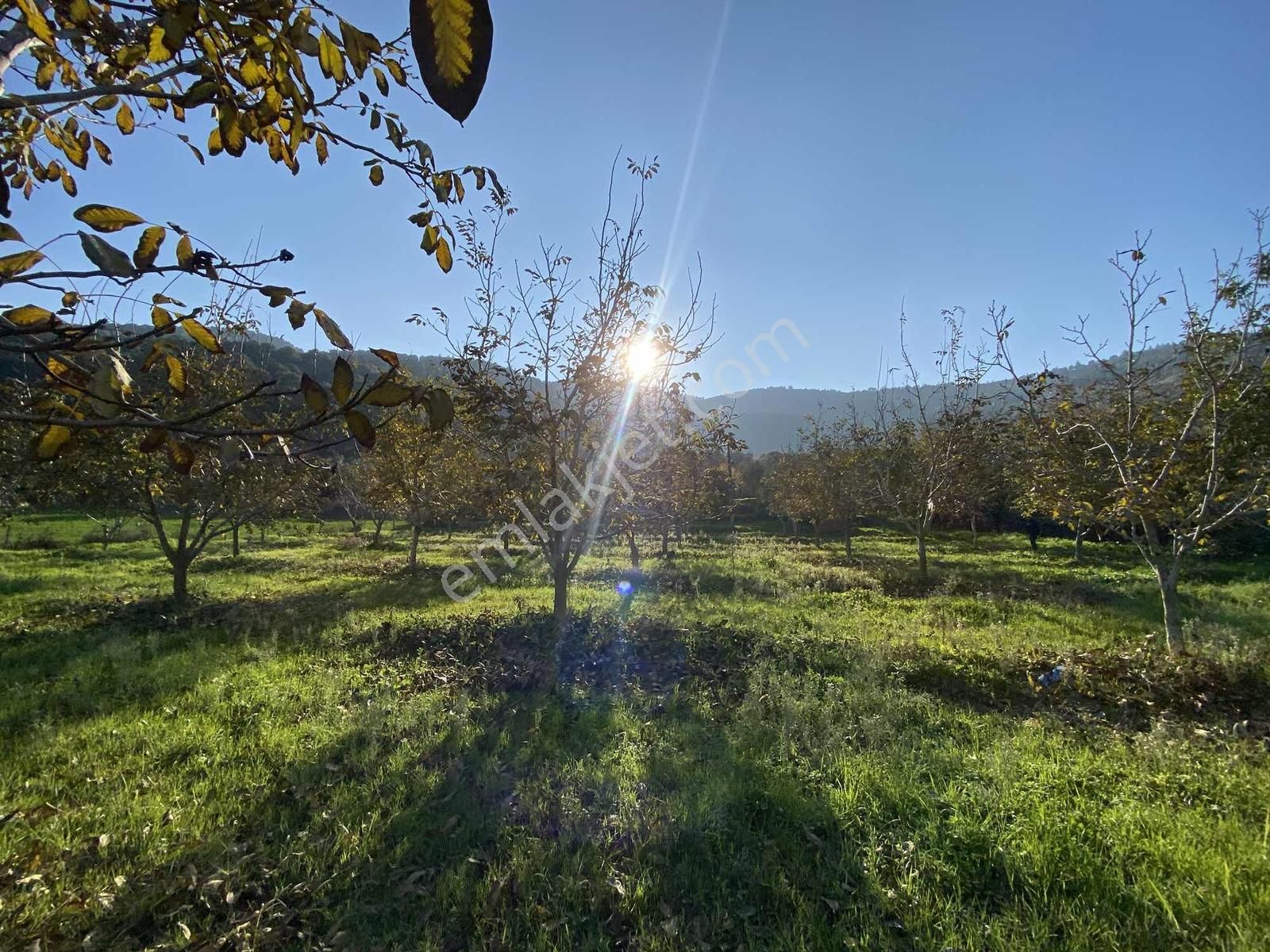 Aydın Bahçearasın Da Satılık Toplam 14.328 M2 3 Tapu Tarla - Görsel 16