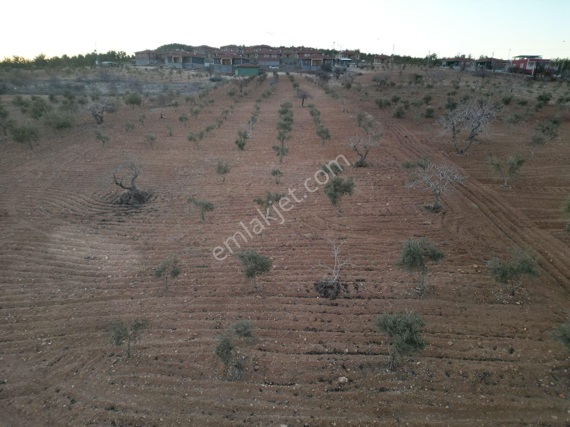 Körkün Villaları Yanı, 800 M2 Bağ Evlik Fıstık Zeytin Bahçesi - Görsel 8