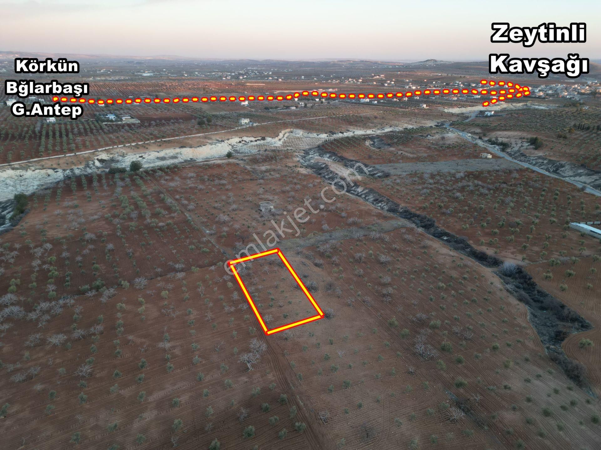 Körkün Villaları Yanı, 800 M2 Bağ Evlik Fıstık Zeytin Bahçesi - Görsel 2