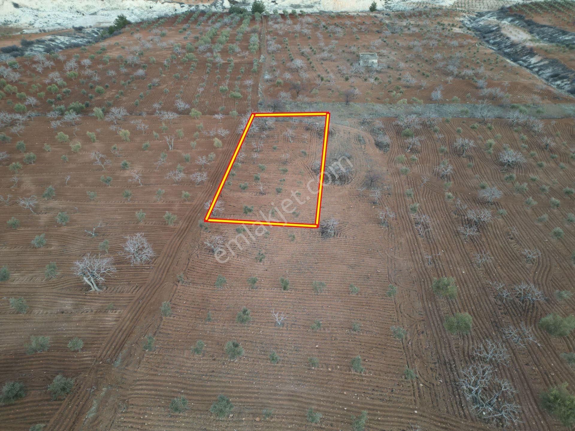 Körkün Villaları Yanı, 800 M2 Bağ Evlik Fıstık Zeytin Bahçesi - Görsel 5