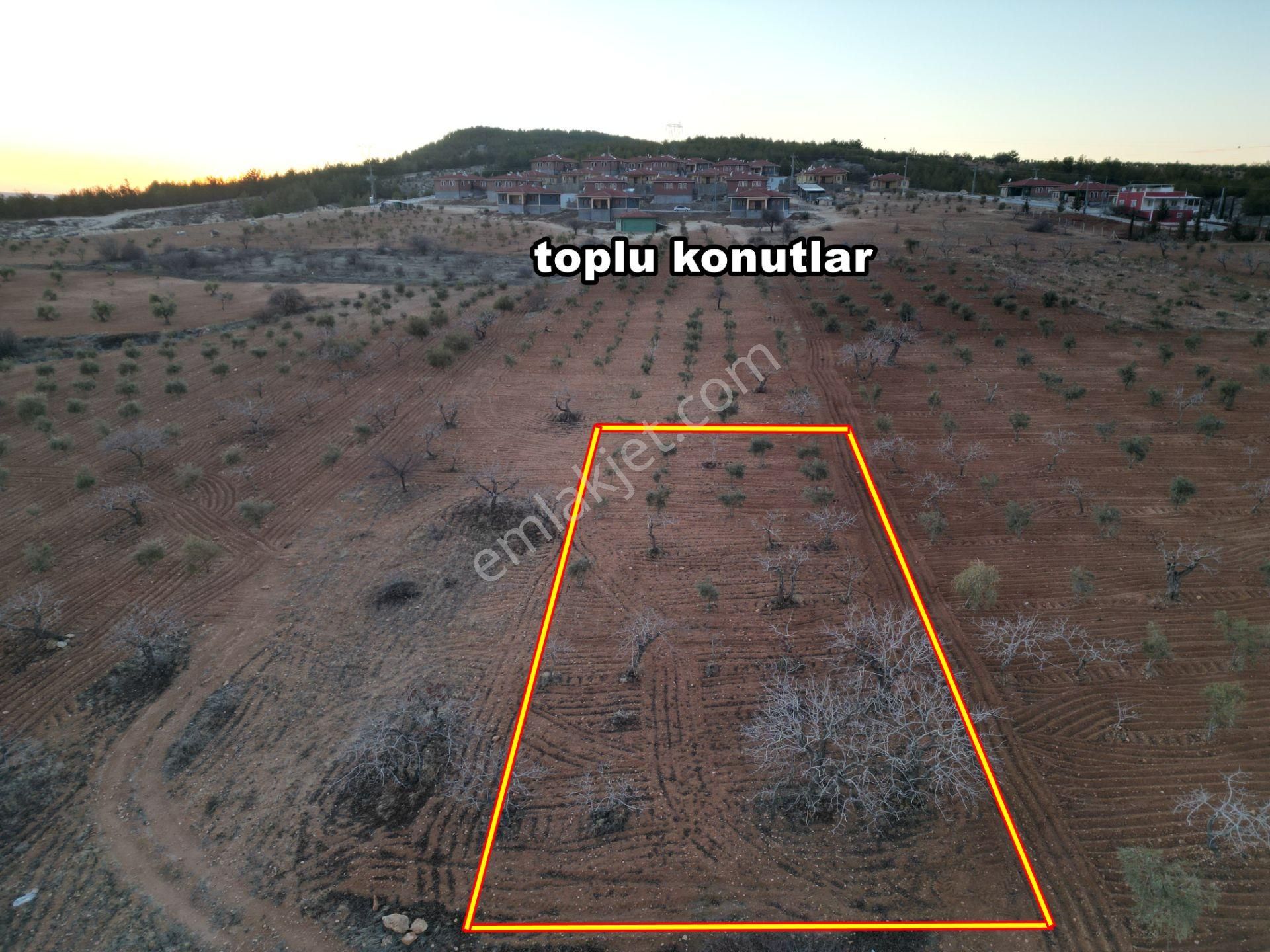 Körkün Villaları Yanı, 800 M2 Bağ Evlik Fıstık Zeytin Bahçesi - Görsel 6