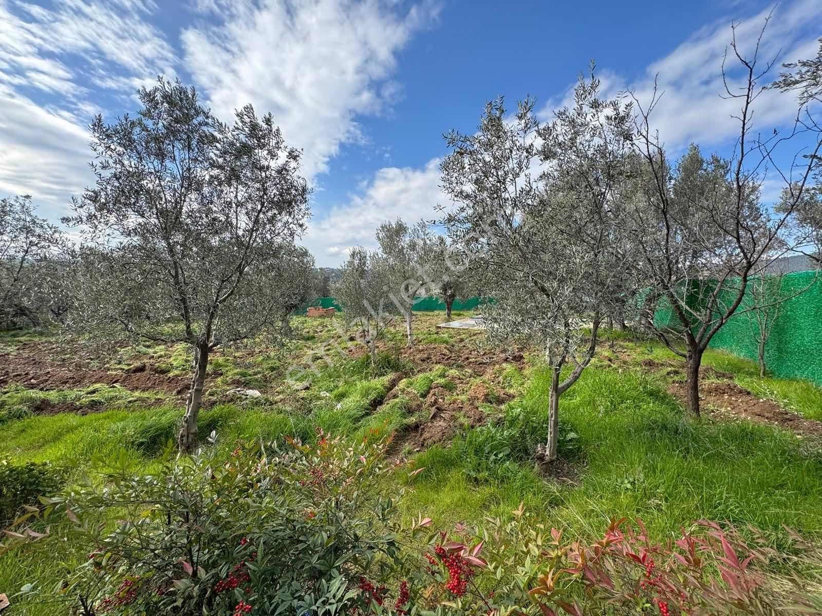 Buca Kırıklarda Dublex Havuzlu 4510m2 Çiftlik Evi Ve Arazisi - Görsel 12