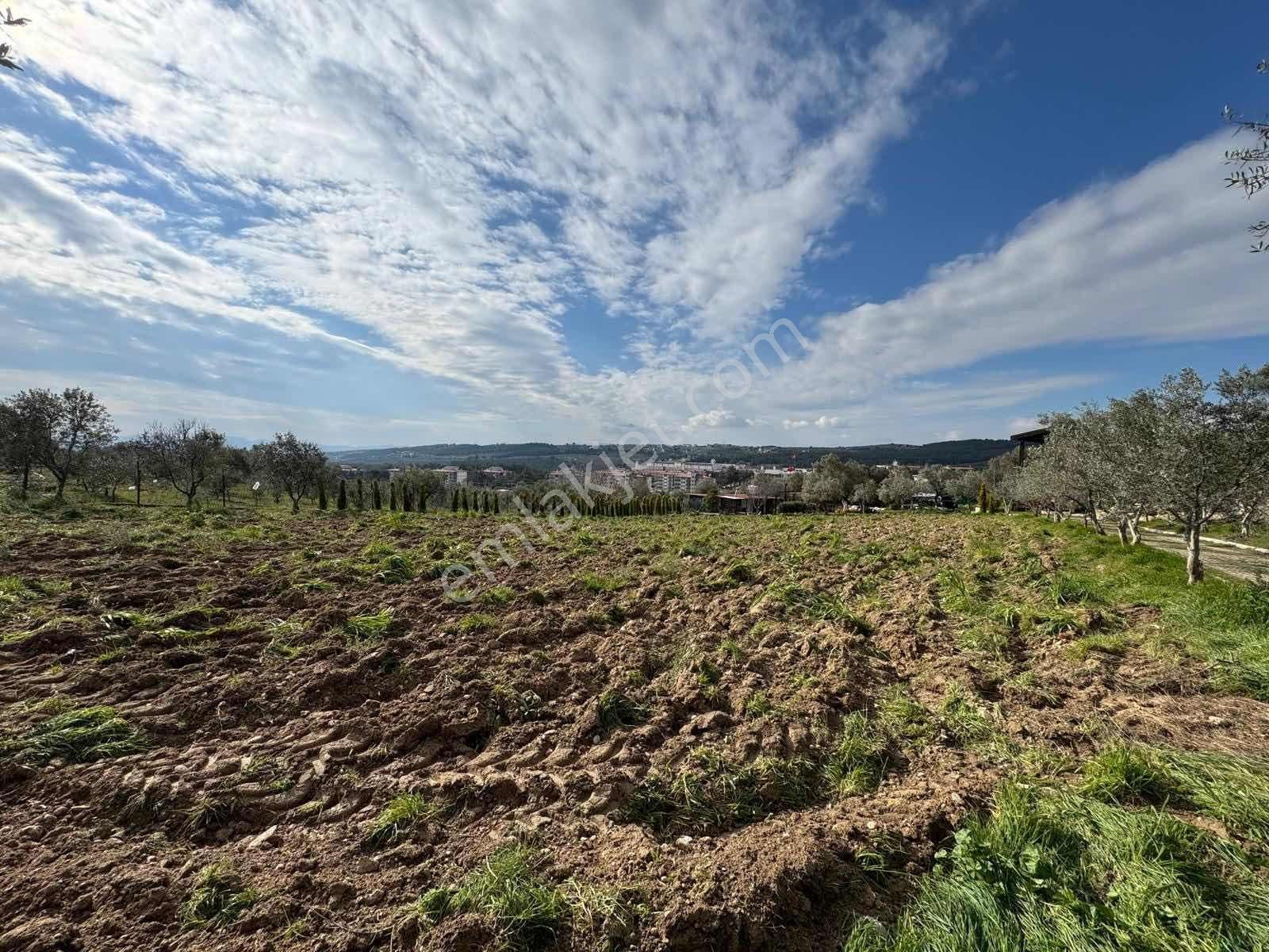 Buca Kırıklarda Dublex Havuzlu 4510m2 Çiftlik Evi Ve Arazisi - Görsel 23