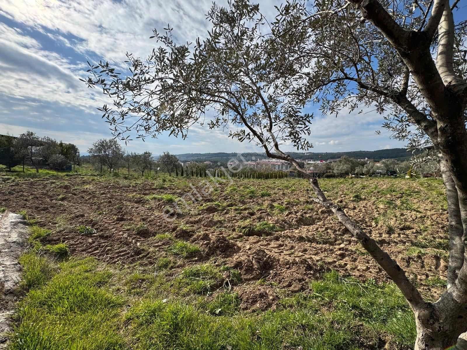 Buca Kırıklarda Dublex Havuzlu 4510m2 Çiftlik Evi Ve Arazisi - Görsel 9