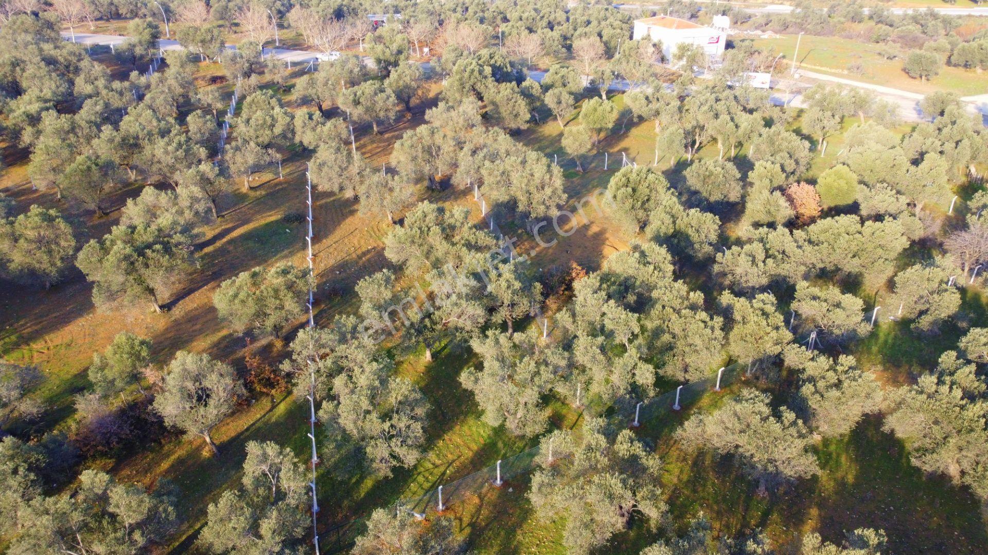 Mera Emlaktan Tuzcumurat Mh Üniversite Yanı 726 M2 İmarlı Arsa - Görsel 15