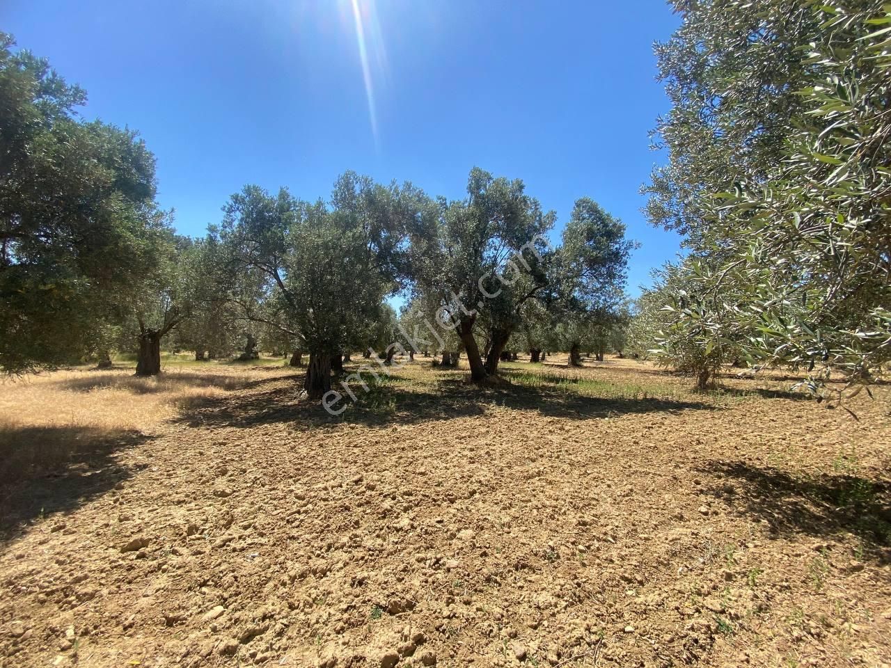 💎 Aktiften Şarköy'de Hem Yatırım Hem Üretim İçin Uygun 1140m2 Satılık Zeytinlik🧨 - Görsel 28