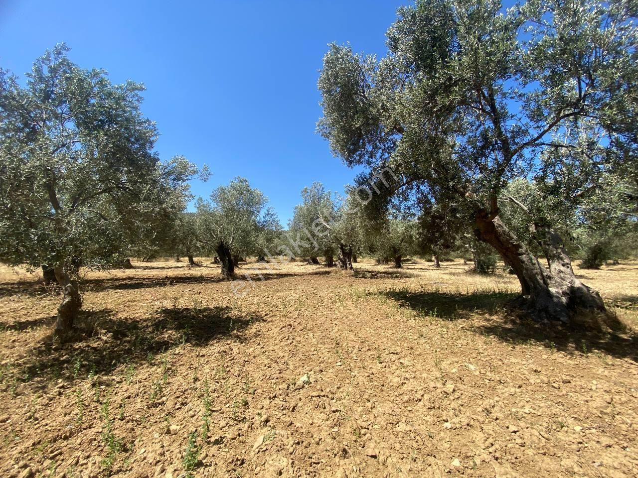 💎 Aktiften Şarköy'de Hem Yatırım Hem Üretim İçin Uygun 1140m2 Satılık Zeytinlik🧨 - Görsel 20