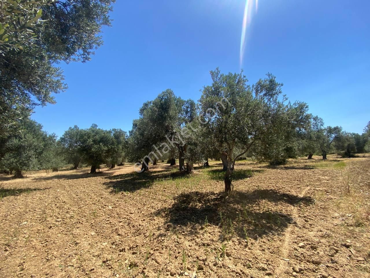 💎 Aktiften Şarköy'de Hem Yatırım Hem Üretim İçin Uygun 1140m2 Satılık Zeytinlik🧨 - Görsel 6