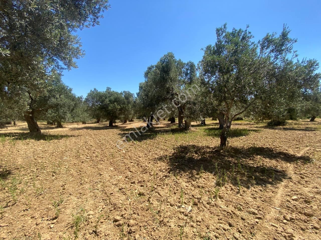 💎 Aktiften Şarköy'de Hem Yatırım Hem Üretim İçin Uygun 1140m2 Satılık Zeytinlik🧨 - Görsel 11