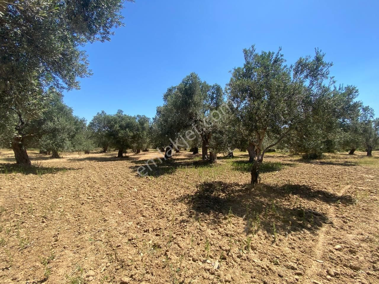 💎 Aktiften Şarköy'de Hem Yatırım Hem Üretim İçin Uygun 1140m2 Satılık Zeytinlik🧨 - Görsel 10
