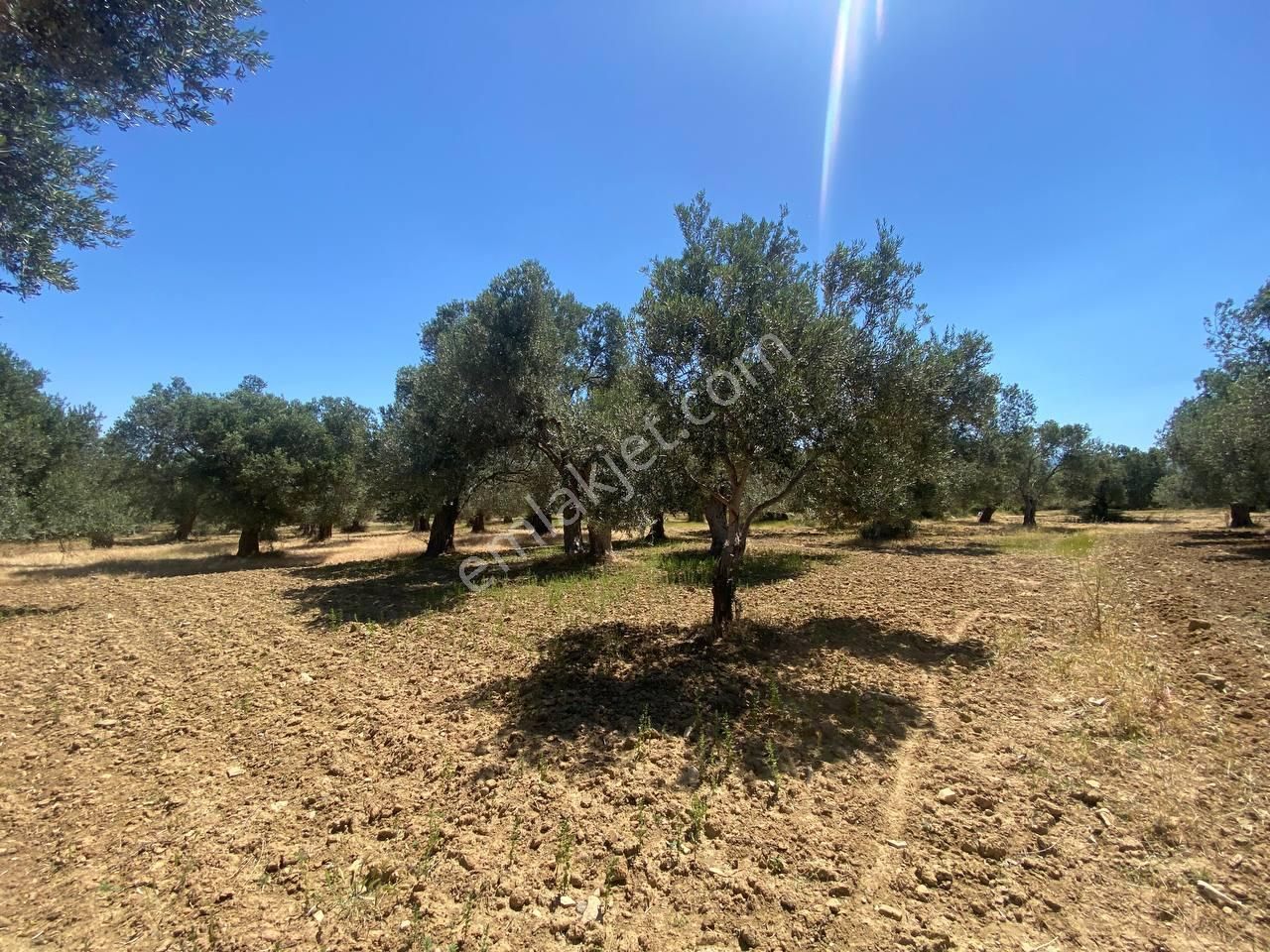 💎 Aktiften Şarköy'de Hem Yatırım Hem Üretim İçin Uygun 1140m2 Satılık Zeytinlik🧨 - Görsel 9