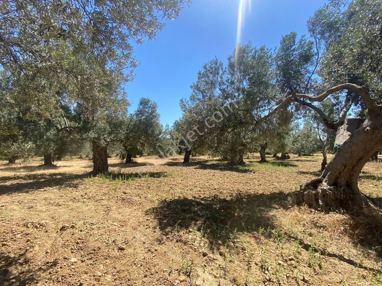 💎 Aktiften Şarköy'de Hem Yatırım Hem Üretim İçin Uygun 1140m2 Satılık Zeytinlik🧨 - Görsel 32