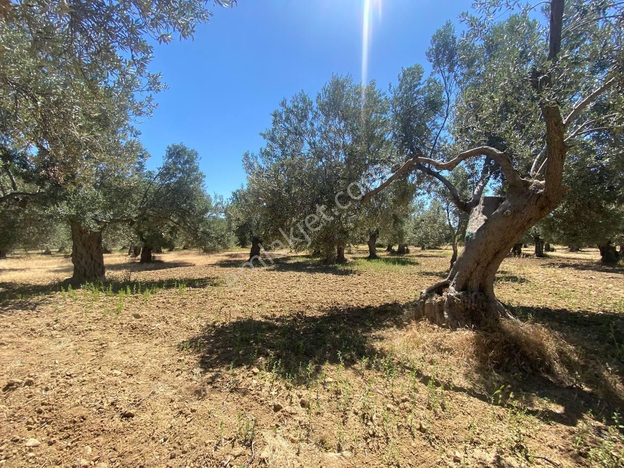 💎 Aktiften Şarköy'de Hem Yatırım Hem Üretim İçin Uygun 1140m2 Satılık Zeytinlik🧨 - Görsel 33