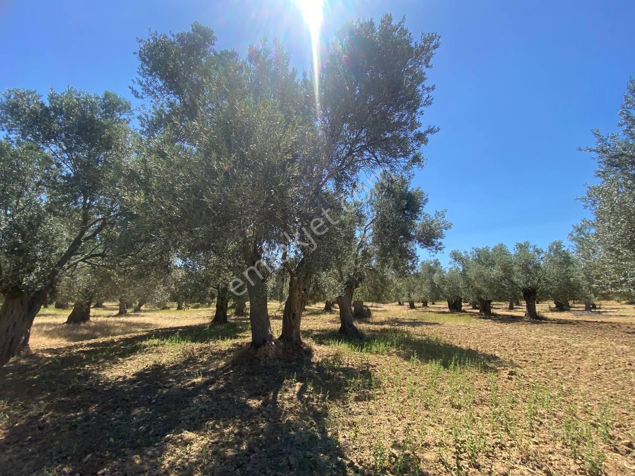 💎 Aktiften Şarköy'de Hem Yatırım Hem Üretim İçin Uygun 1140m2 Satılık Zeytinlik🧨 - Görsel 24