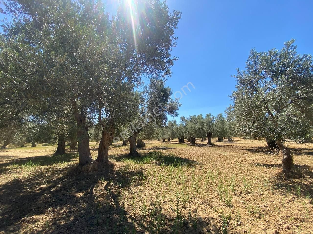 💎 Aktiften Şarköy'de Hem Yatırım Hem Üretim İçin Uygun 1140m2 Satılık Zeytinlik🧨 - Görsel 25