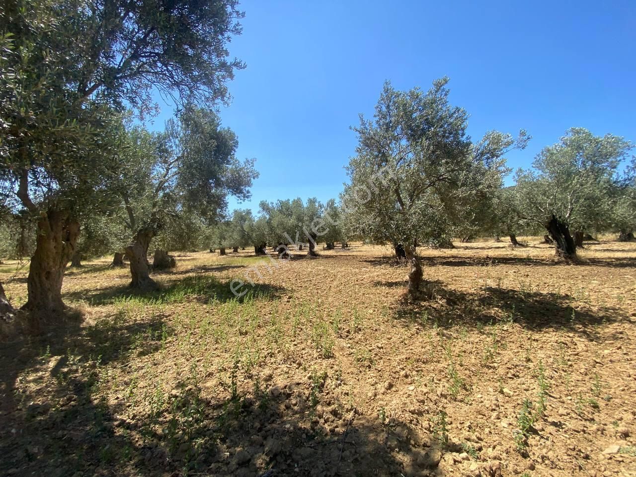 💎 Aktiften Şarköy'de Hem Yatırım Hem Üretim İçin Uygun 1140m2 Satılık Zeytinlik🧨 - Görsel 22