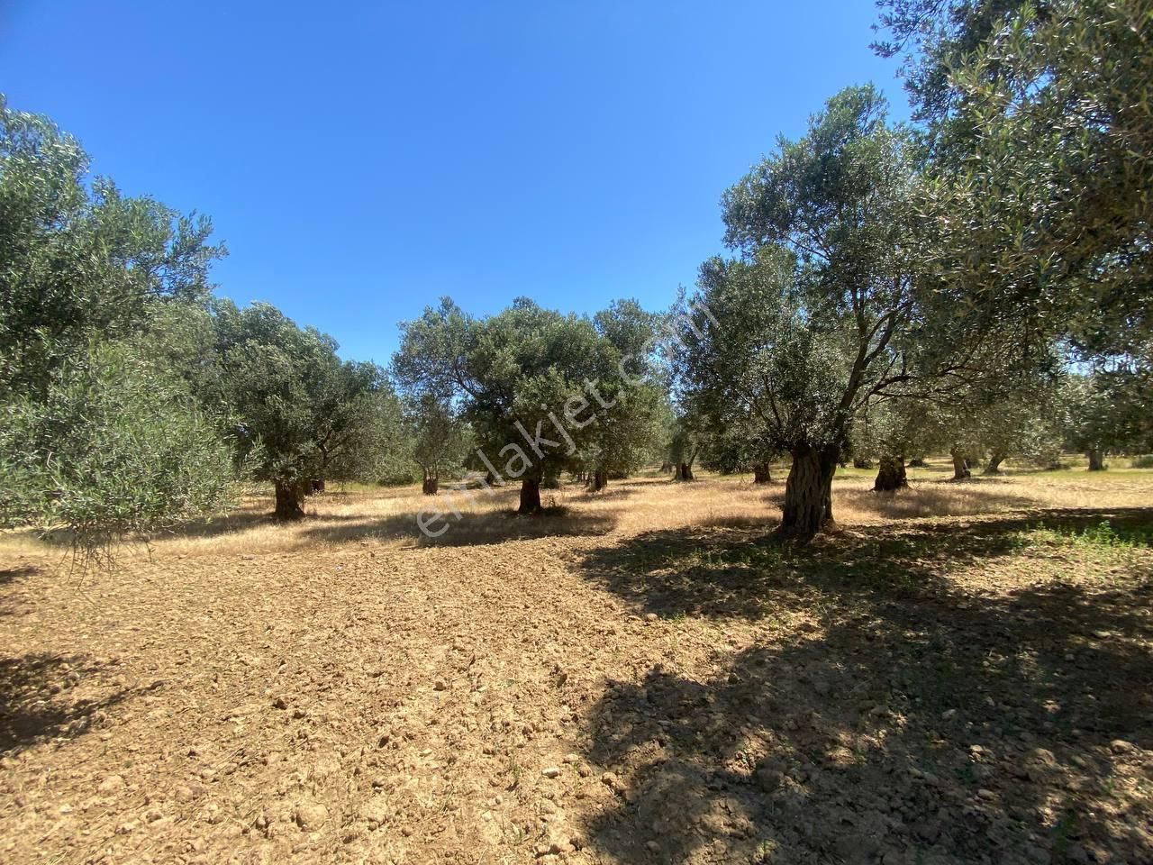 💎 Aktiften Şarköy'de Hem Yatırım Hem Üretim İçin Uygun 1140m2 Satılık Zeytinlik🧨 - Görsel 13