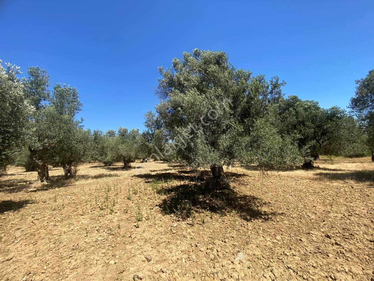 💎 Aktiften Şarköy'de Hem Yatırım Hem Üretim İçin Uygun 1140m2 Satılık Zeytinlik🧨 - Görsel 16