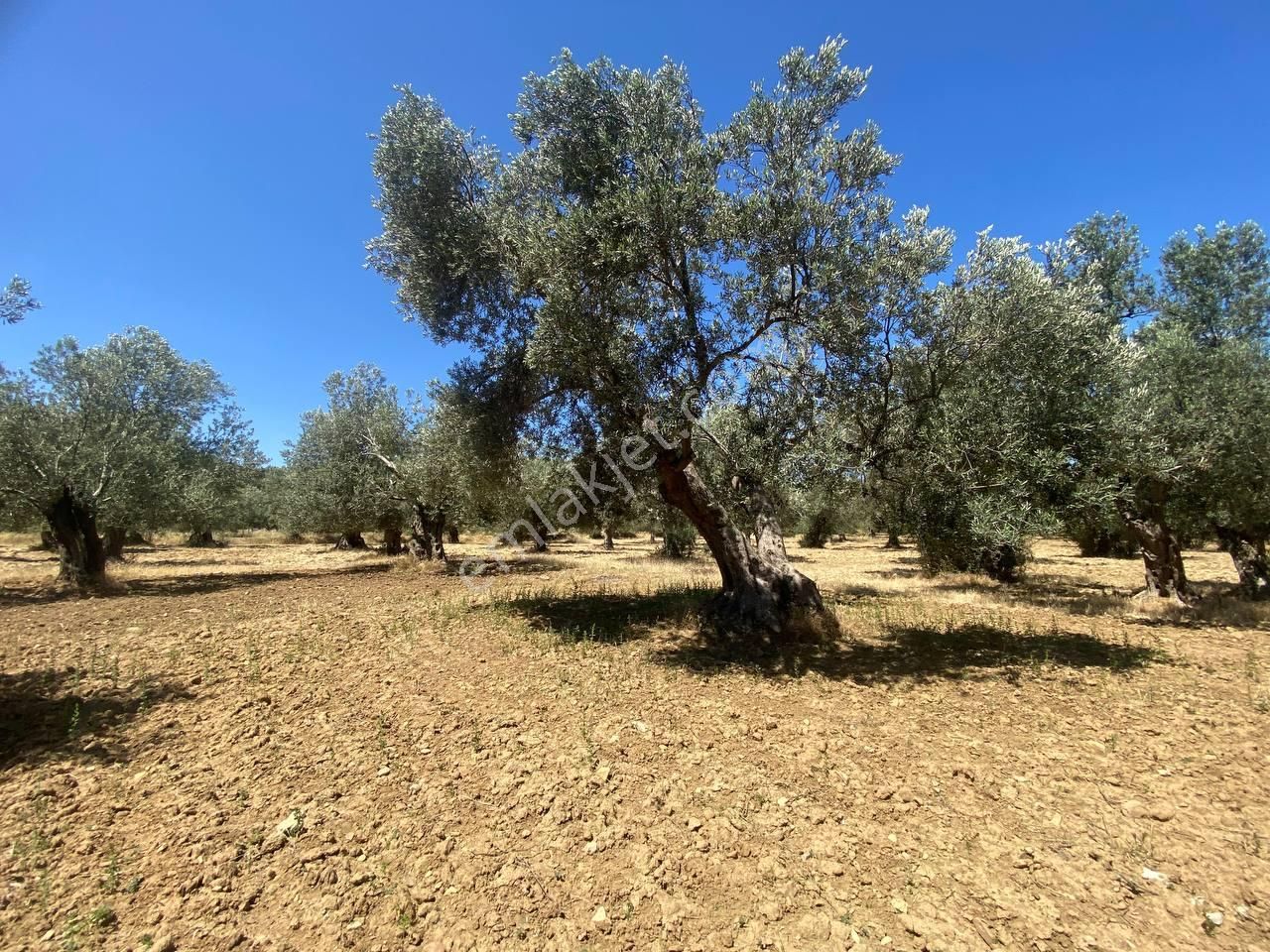 💎 Aktiften Şarköy'de Hem Yatırım Hem Üretim İçin Uygun 1140m2 Satılık Zeytinlik🧨 - Görsel 19