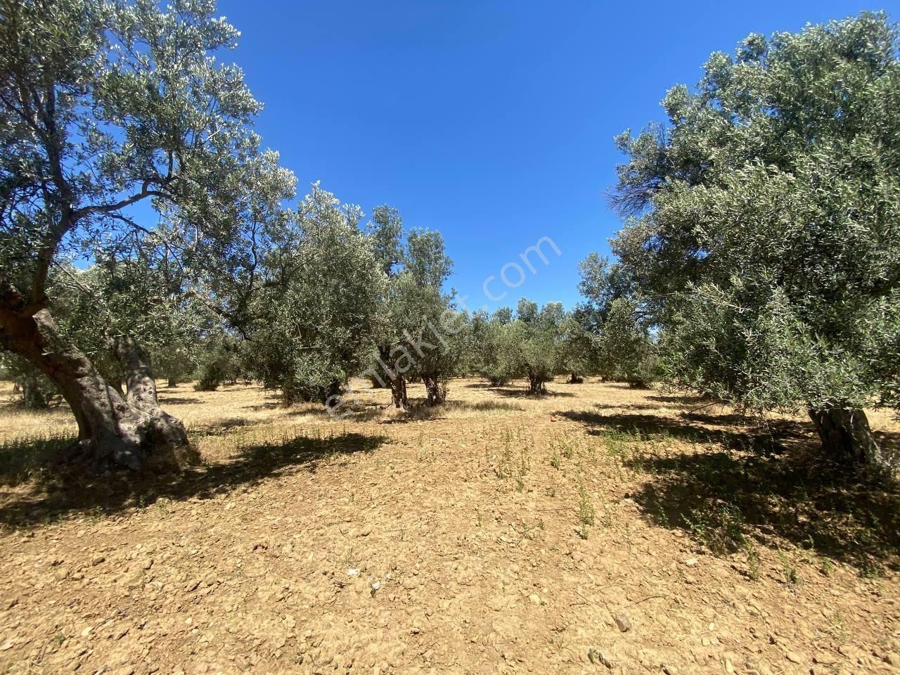 💎 Aktiften Şarköy'de Hem Yatırım Hem Üretim İçin Uygun 1140m2 Satılık Zeytinlik🧨 - Görsel 17