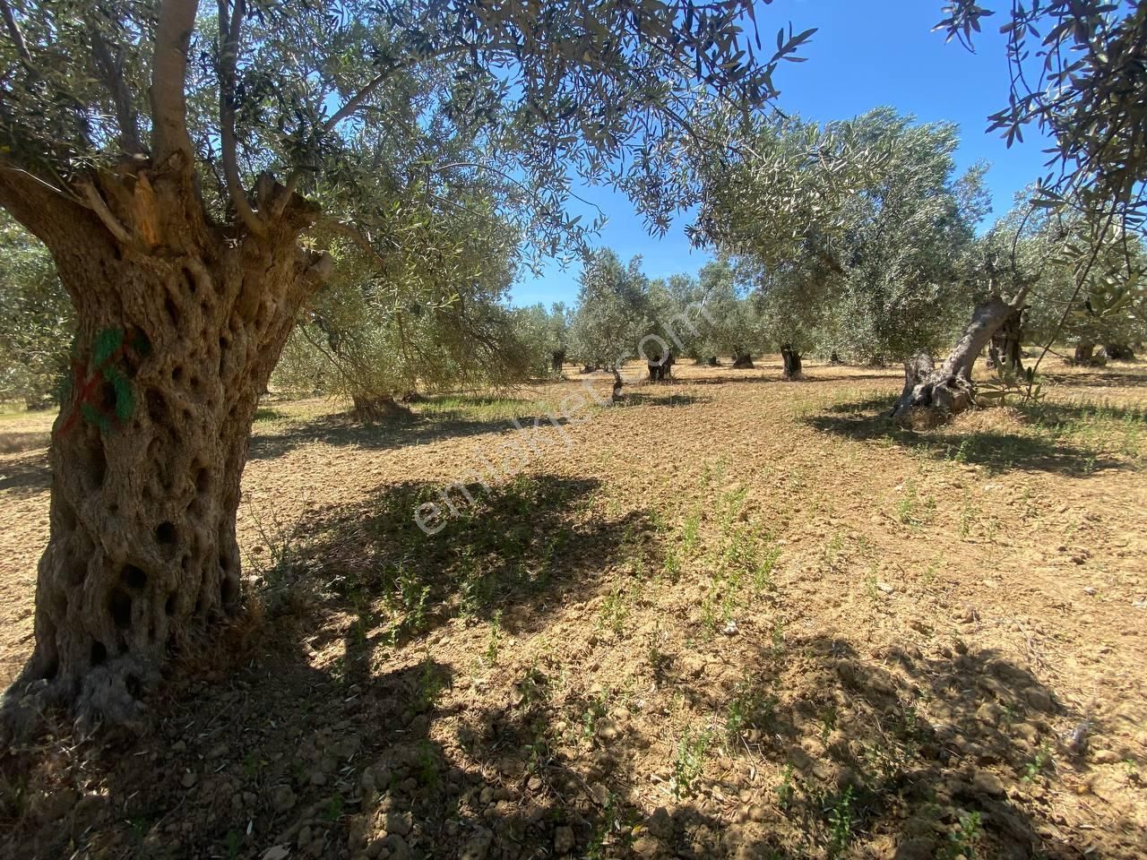 💎 Aktiften Şarköy'de Hem Yatırım Hem Üretim İçin Uygun 1140m2 Satılık Zeytinlik🧨 - Görsel 31