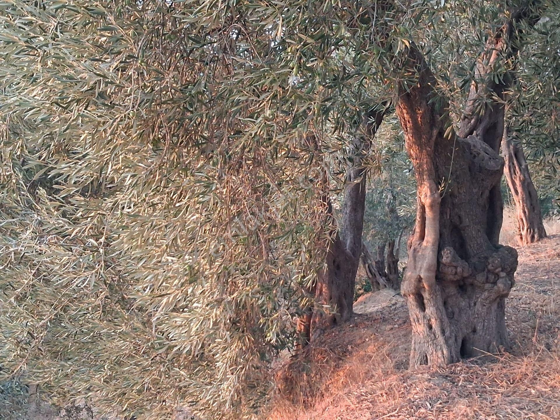 Karacabey Kulakpınar'da 20.000 M2 Satılık Arazi - Görsel 11