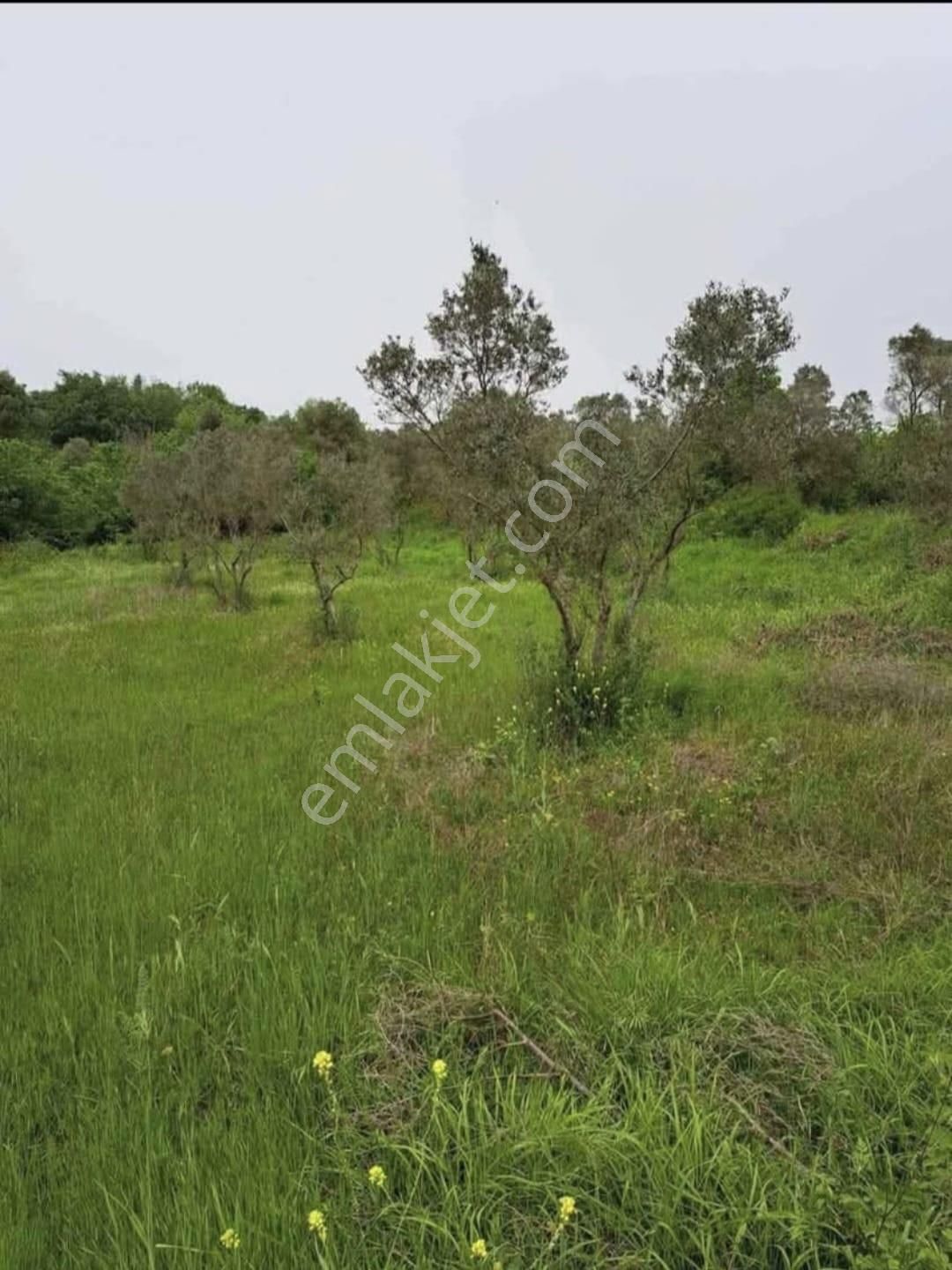 Karacabey Kulakpınar'da 20.000 M2 Satılık Arazi - Görsel 6