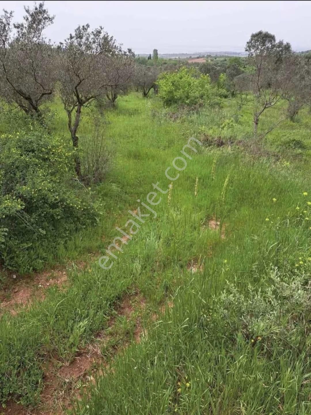 Karacabey Kulakpınar'da 20.000 M2 Satılık Arazi - Görsel 5