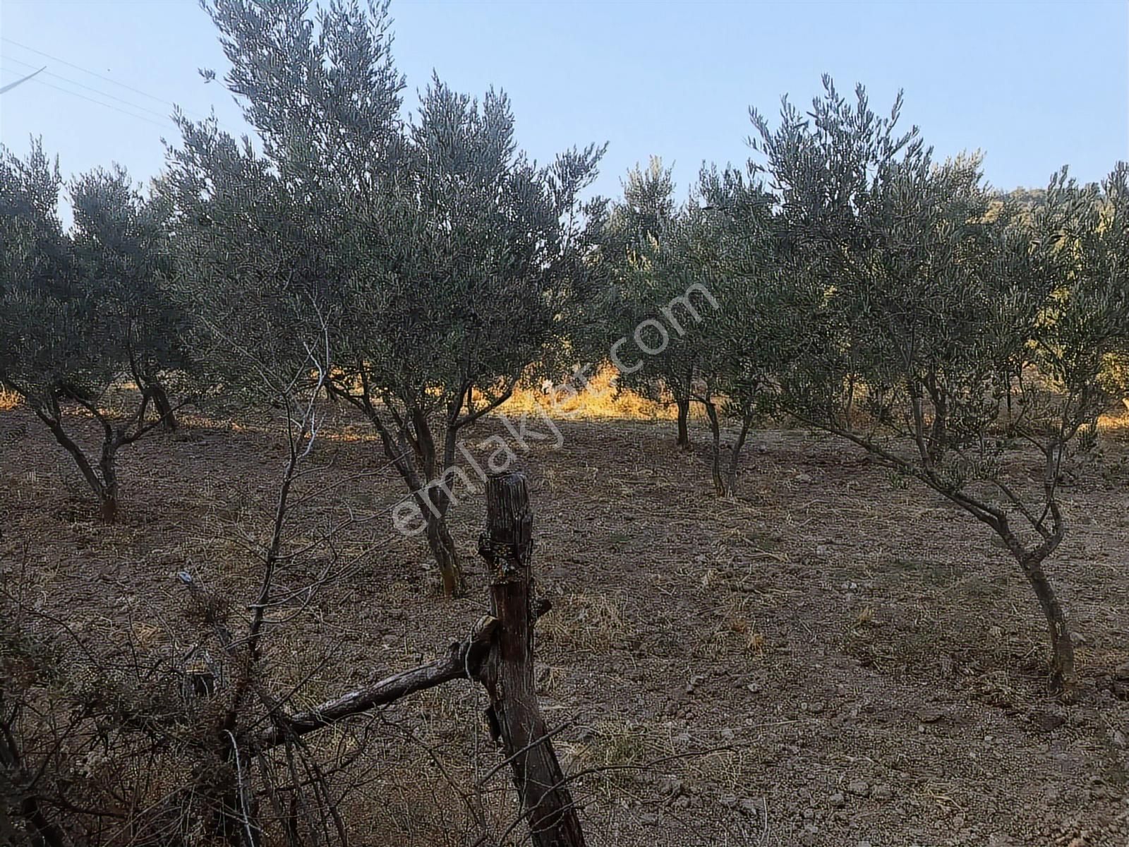 İzmir Bergama Kozluca 23 Adet Verimli Ağaçlı 483 M² Zeytinlik - Görsel 7