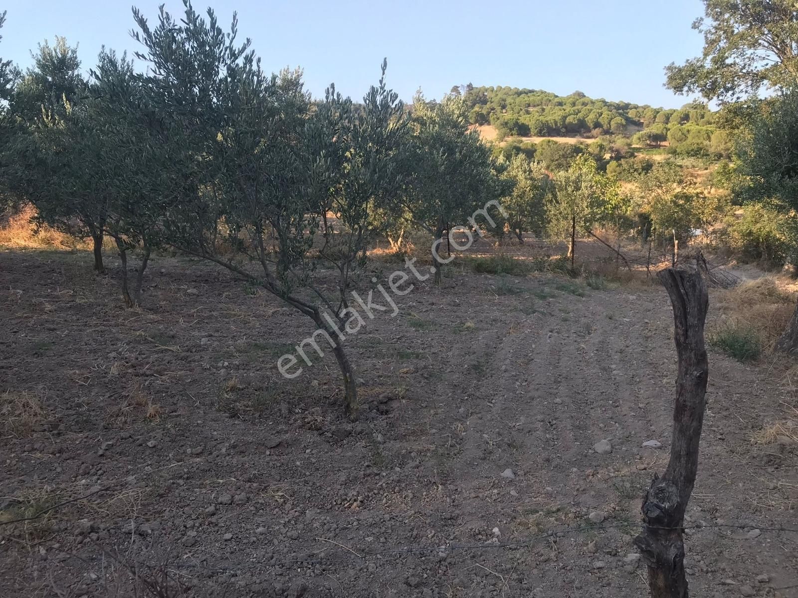 İzmir Bergama Kozluca 23 Adet Verimli Ağaçlı 483 M² Zeytinlik - Görsel 12