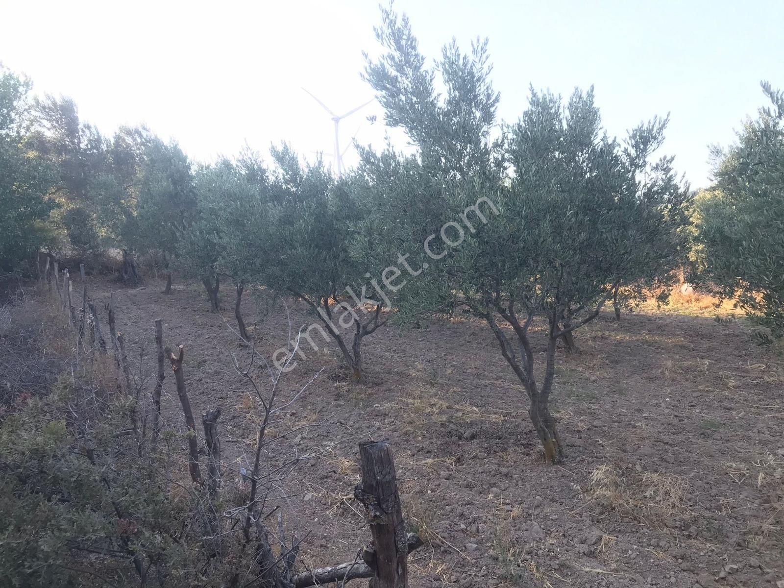 İzmir Bergama Kozluca 23 Adet Verimli Ağaçlı 483 M² Zeytinlik - Görsel 3