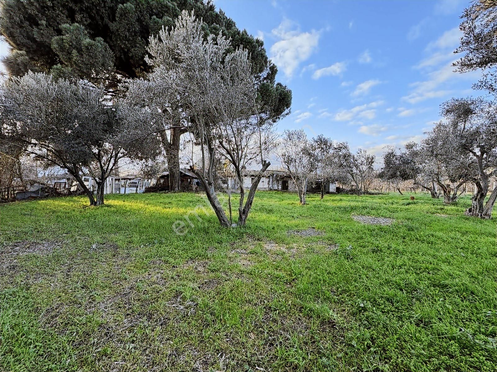 Bergama Bağlar Mevki Elektrik, Su Ve Yapı Bulunan 4.560 M² Bağ - Görsel 7