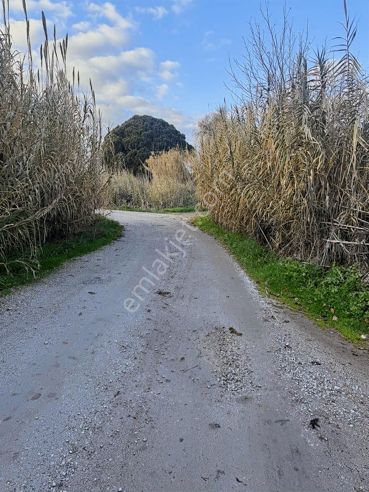 Bergama Bağlar Mevki Elektrik, Su Ve Yapı Bulunan 4.560 M² Bağ - Görsel 19