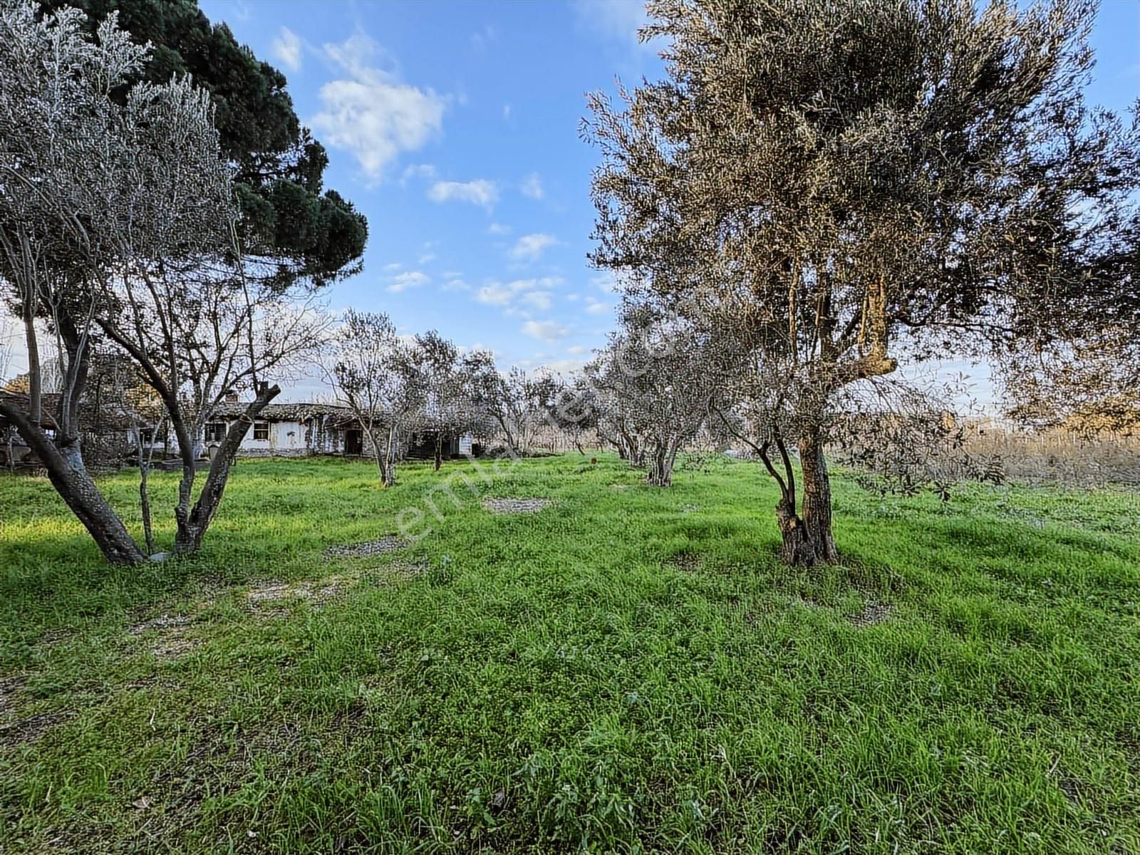 Bergama Bağlar Mevki Elektrik, Su Ve Yapı Bulunan 4.560 M² Bağ - Görsel 11