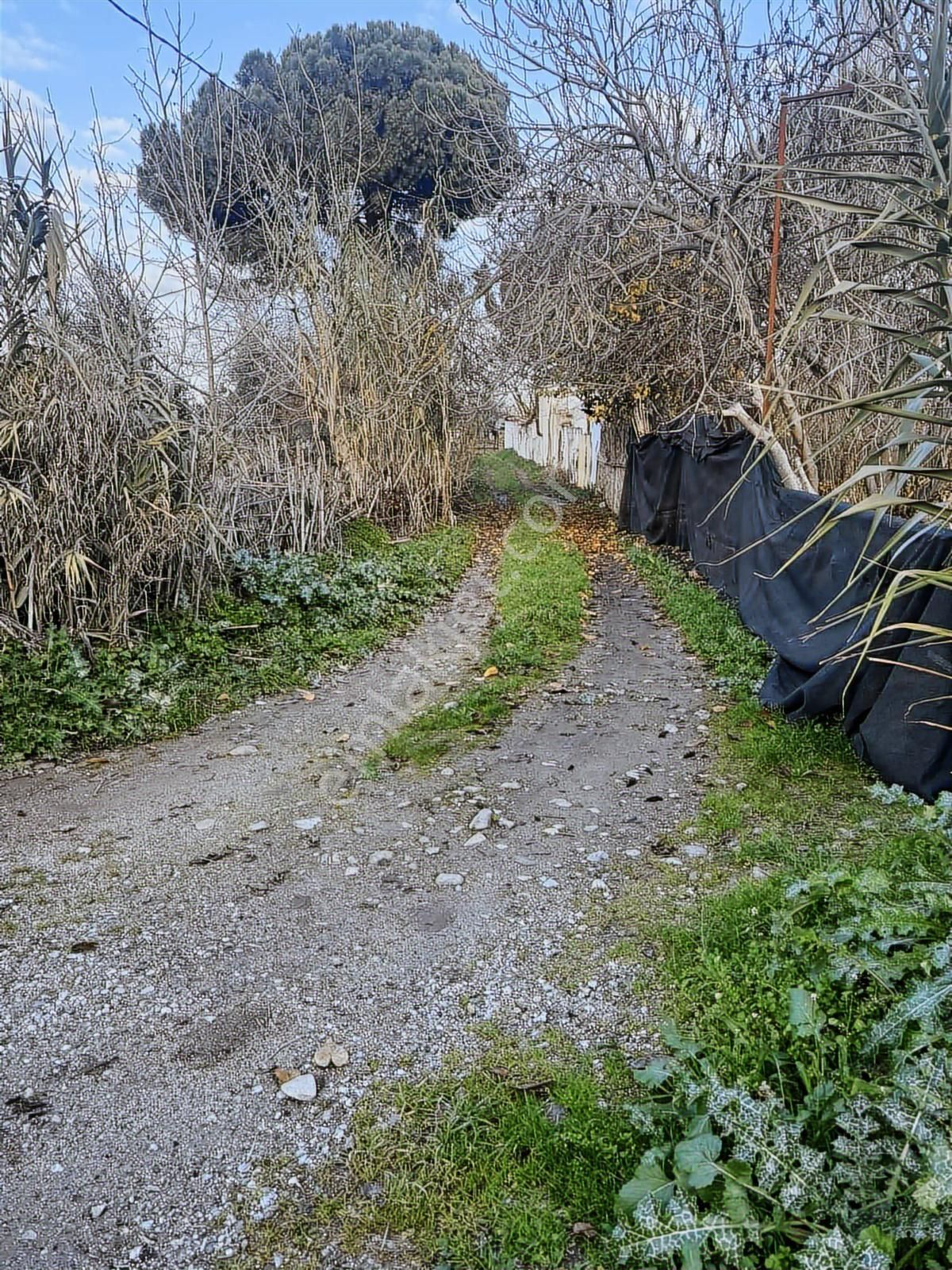 Bergama Bağlar Mevki Elektrik, Su Ve Yapı Bulunan 4.560 M² Bağ - Görsel 21