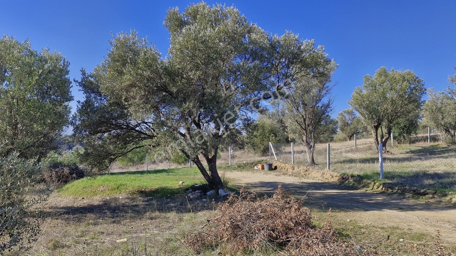 Kemalpaşa Çambel Elektrik Ve Su Aktif Satılık 425m² Tapulu Bahçe - Görsel 6