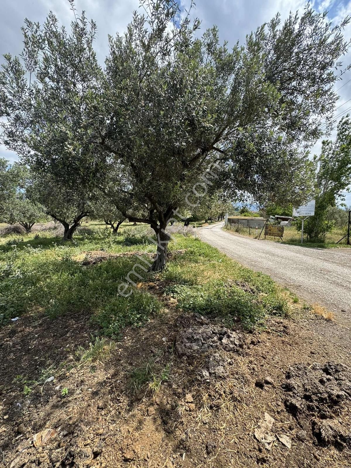 Foça Ilıpınar 7168 M2 Yeni Köy Yoluna Sıfır Satılık Tarla Cb-ph - Görsel 6