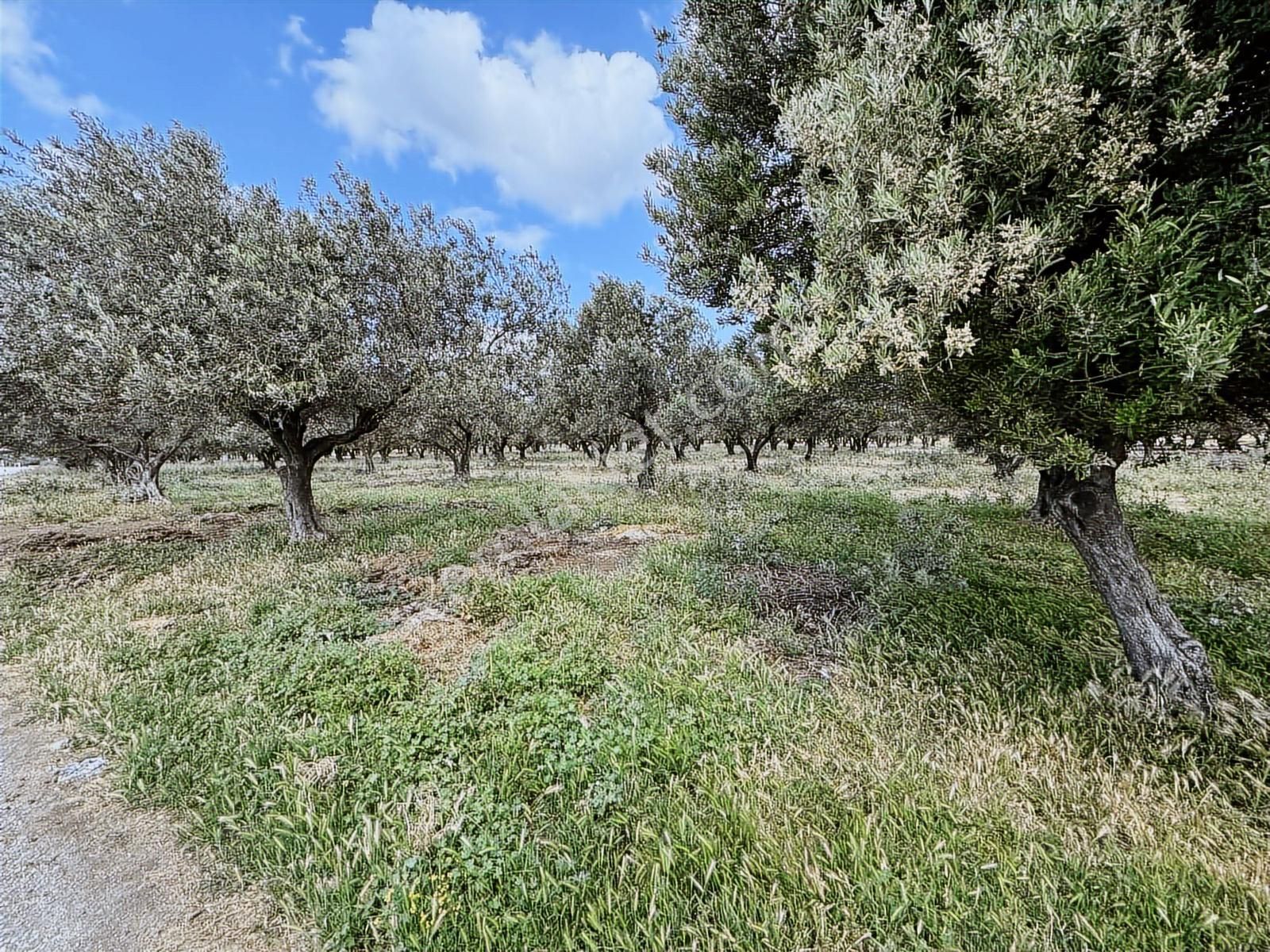 Foça Ilıpınar 7168 M2 Yeni Köy Yoluna Sıfır Satılık Tarla Cb-ph - Görsel 3