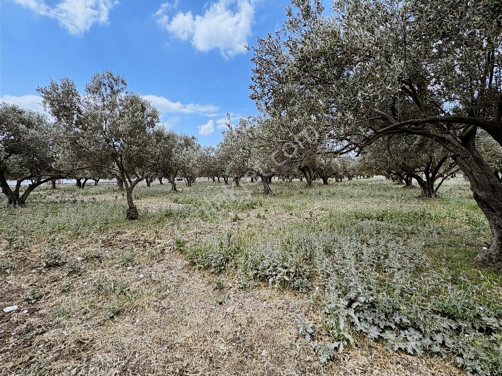 Foça Ilıpınar 7168 M2 Yeni Köy Yoluna Sıfır Satılık Tarla Cb-ph