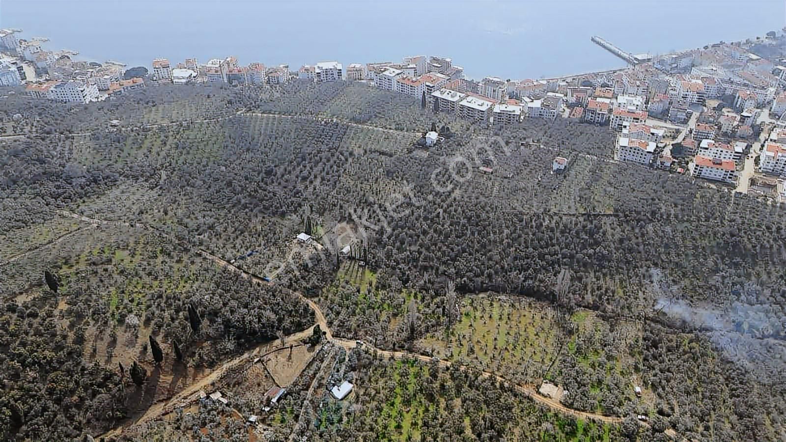 1858m2 İskeleye 3 Dakika Mesafede Kelepir Zeytinlik - Görsel 17