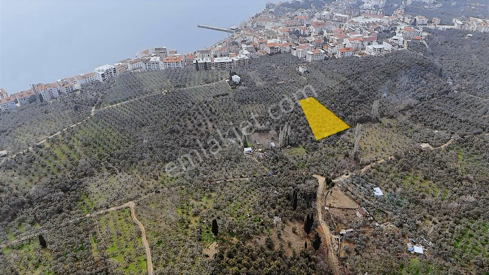 1858m2 İskeleye 3 Dakika Mesafede Kelepir Zeytinlik - Görsel 10