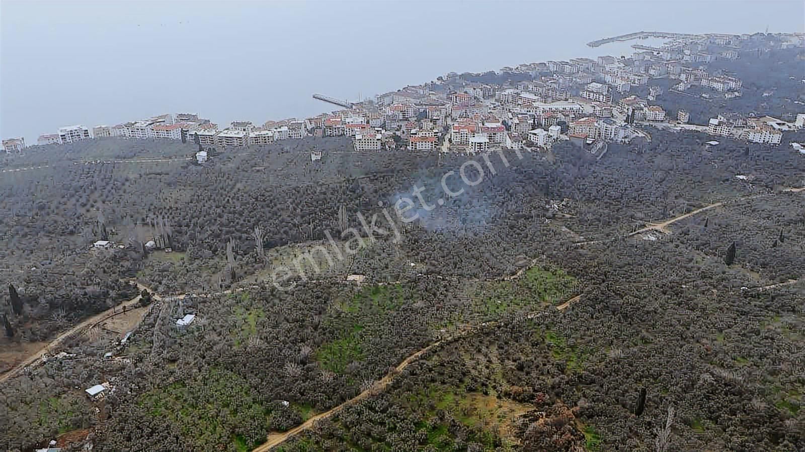 1858m2 İskeleye 3 Dakika Mesafede Kelepir Zeytinlik - Görsel 5