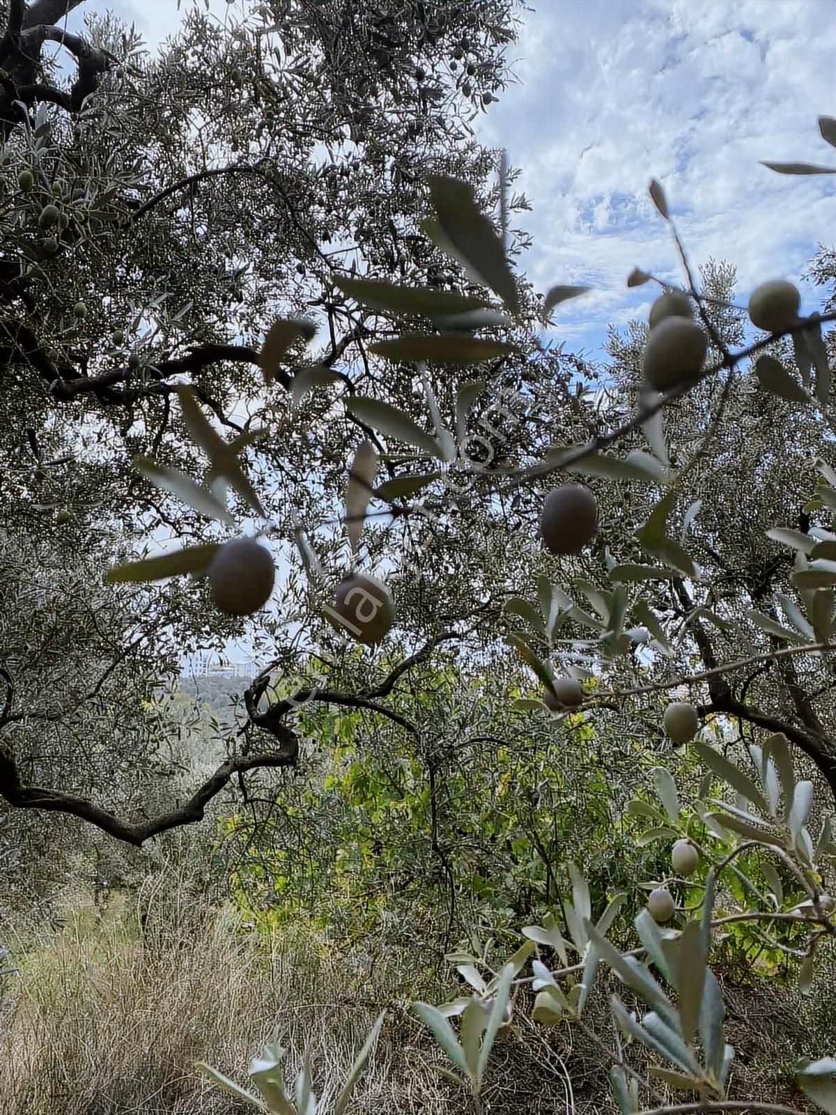 1858m2 İskeleye 3 Dakika Mesafede Kelepir Zeytinlik - Görsel 14