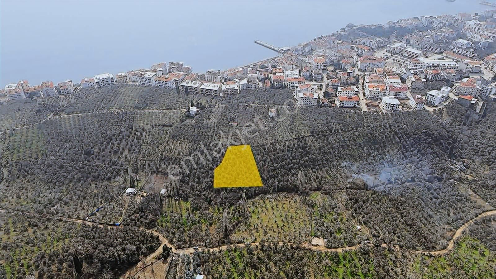 1858m2 İskeleye 3 Dakika Mesafede Kelepir Zeytinlik - Görsel 6