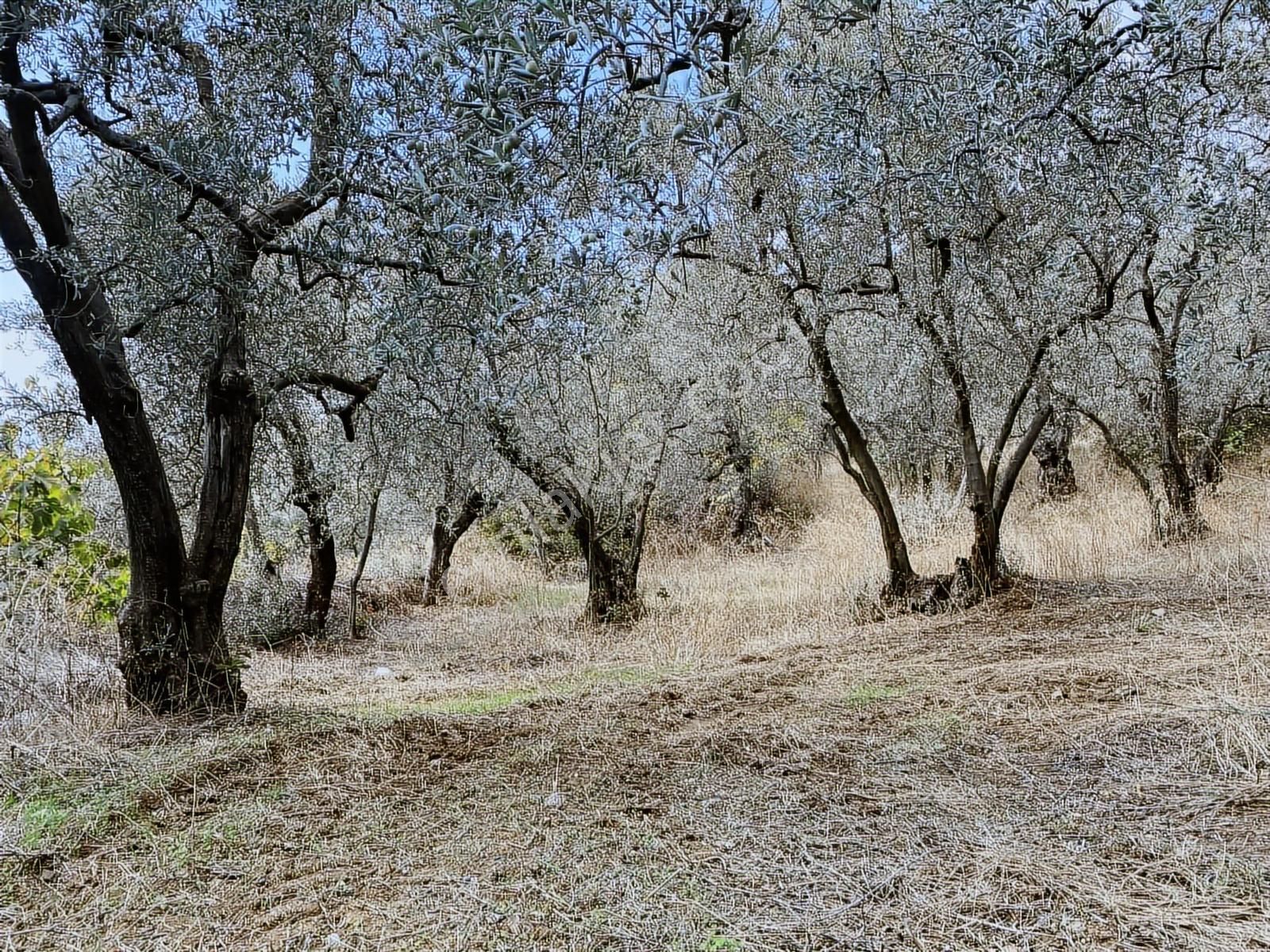 1858m2 İskeleye 3 Dakika Mesafede Kelepir Zeytinlik - Görsel 19