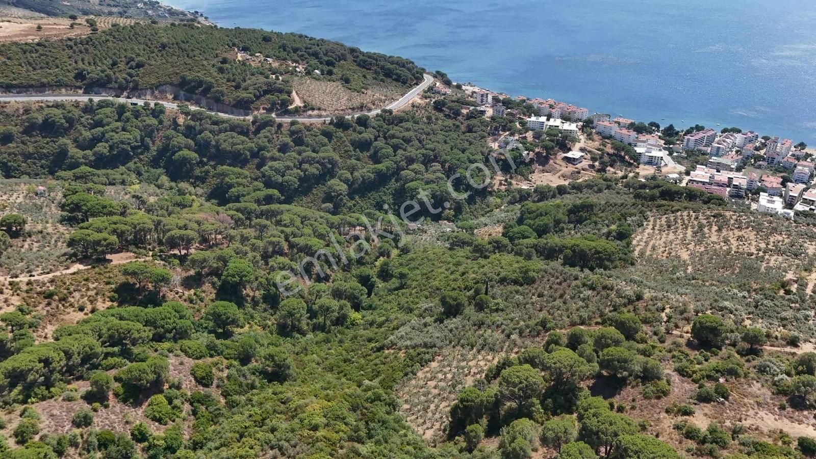 100 Ağaçlı Süper Manzaralı Nato Yoluna Girişli 2200m2 Zeytinlik - Görsel 12