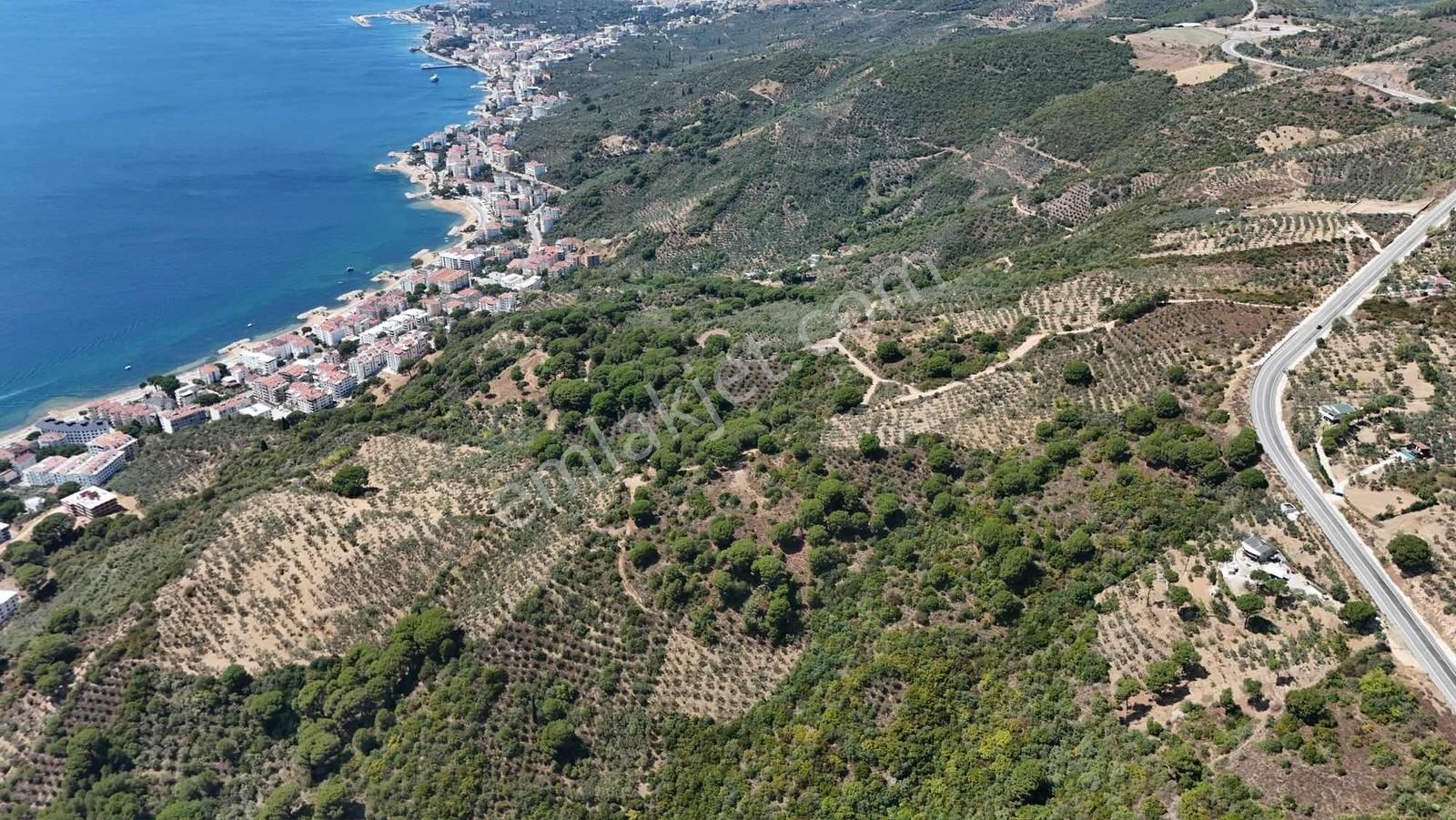 100 Ağaçlı Süper Manzaralı Nato Yoluna Girişli 2200m2 Zeytinlik - Görsel 6