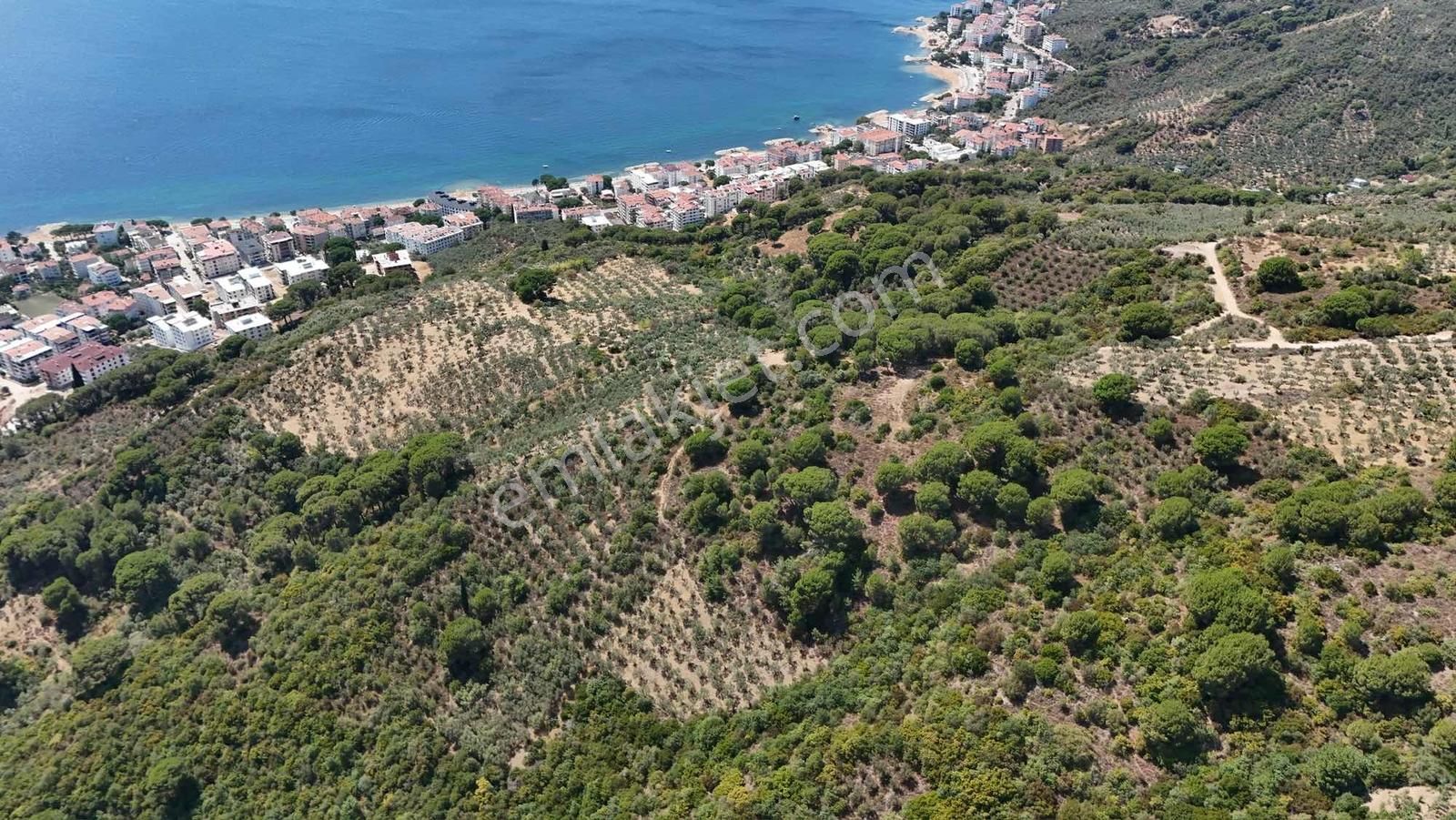 100 Ağaçlı Süper Manzaralı Nato Yoluna Girişli 2200m2 Zeytinlik - Görsel 5